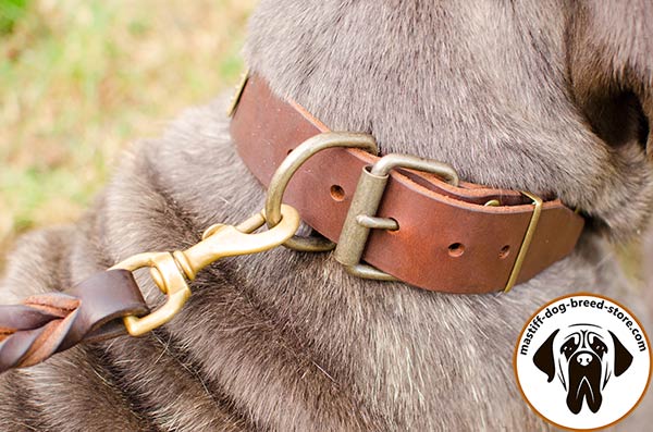 Adjustable leather canine collar for Mastino Napoletano
