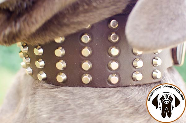 Leather canine collar for Mastino Napoletano with handset pyramids