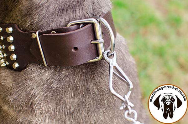 Leather canine collar for Mastino Napoletano with strong buckle and D-ring