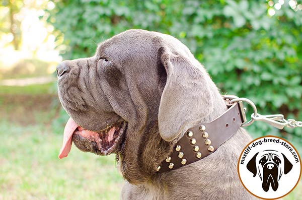 Trendy leather canine collar for Mastino Napoletano with nickel plated pyramids