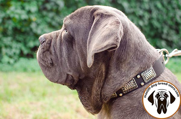 Up-to-trend leather canine collar for Mastino Napoletano with plates and pyramids