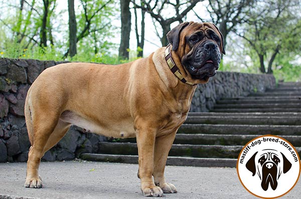 Leather dog collar for Bullmastiff with hand-set brass plates