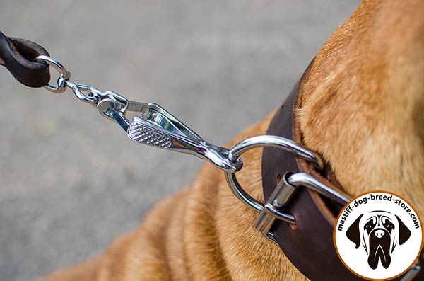 Super strong leather dog collar for Bullmastiff with reliable hardware