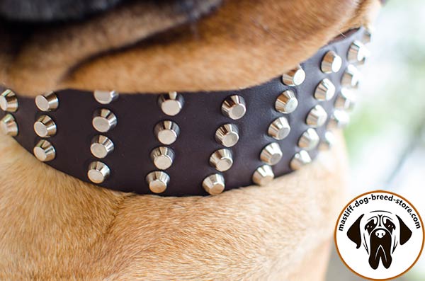 Studded leather dog collar for Bullmastiff - close-up