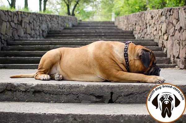 Luxurious leather dog collar for Bullmastiff walking