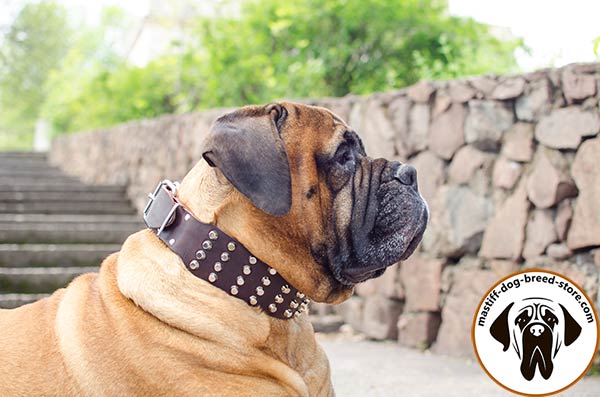 Fancy leather dog collar for Bullmastiff with shiny pyramids