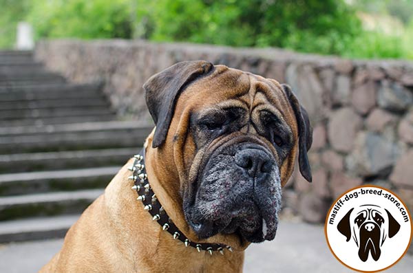 Amazing leather dog collar for Bullmastiff with spikes and half-spheres