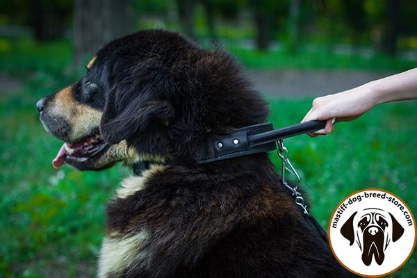 Comfy-to-adjust leather dog collar for Mastiff