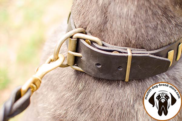 Designer leather dog collar for Mastino Napoletano with strong brass buckle