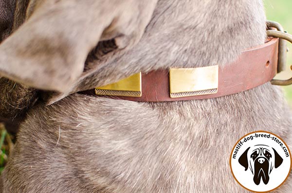 Handmade leather dog collar for Mastino Napoletano