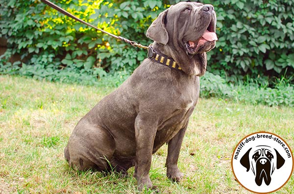 Rich-looking leather Mastino Napoletano collar with plates