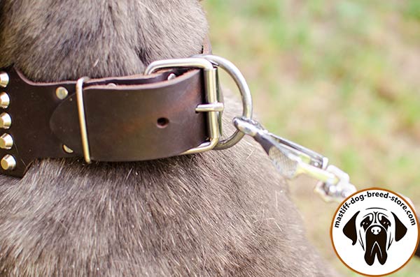 Tear-proof leather dog collar for Mastino Napoletano with nickel plated hardware