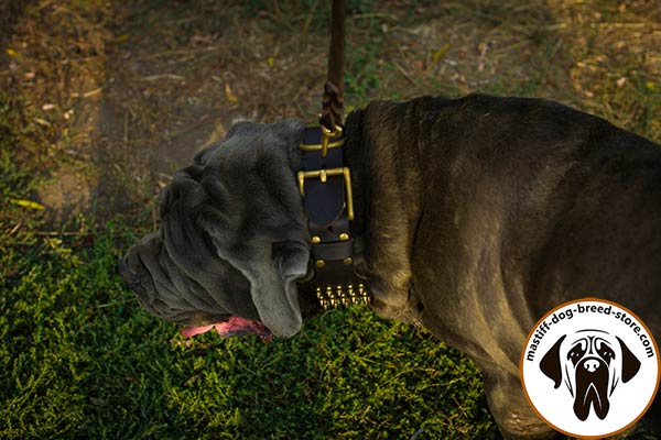 Spiked wide leather dog collar for Mastino Napoletano with massive buckle