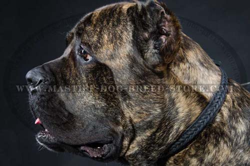 Designer Leather Dog Collar for Mastiff Breeds