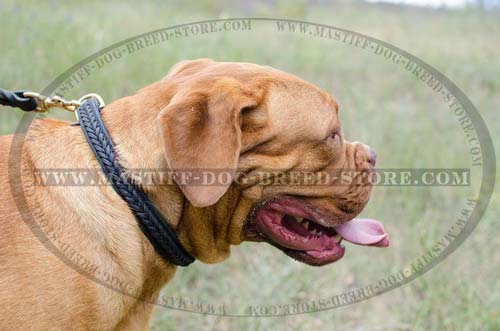 Walking Leather Dog Collar for Mastiffs
