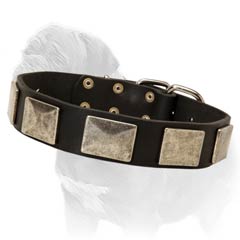Beautiful leather collar for Mastiff