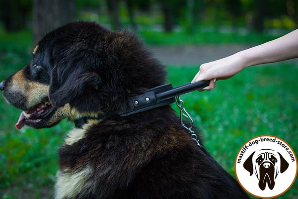 Time-proof leather Mastiff collar