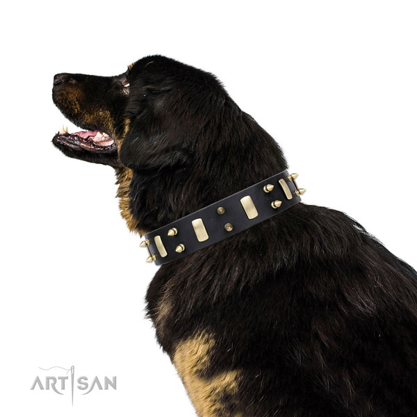 Mastiff impressive leather dog collar for basic training