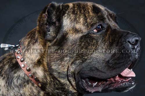 Leather Canine Collar for Mastiff Breed
