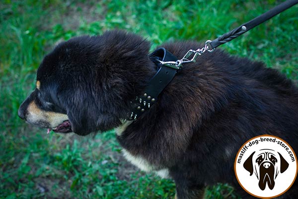 Mastiff black leather collar adjustable  adorned with half-balls and spikes for any activity