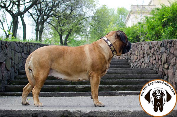 Mastiff brown leather collar with rust-resistant brass plated hardware for daily activity