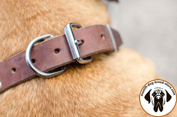 Mastiff brown leather collar of high quality with traditional buckle for improved control