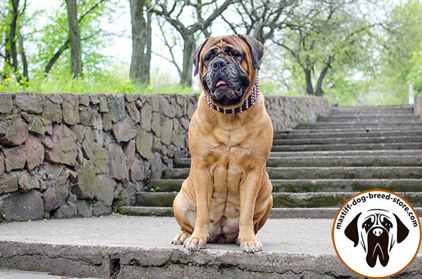 Mastiff brown leather collar snugly fitted decorated with spikes and studs  for walking