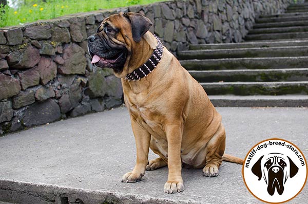 Mastiff brown leather collar of genuine materials decorated with spikes for walking