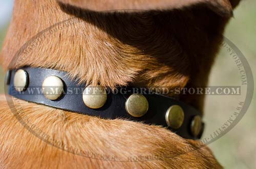 Studded Leather Mastiff Collar