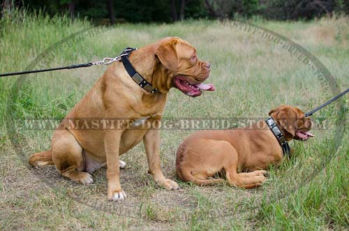 French Mastiff Leather Collar for Walking