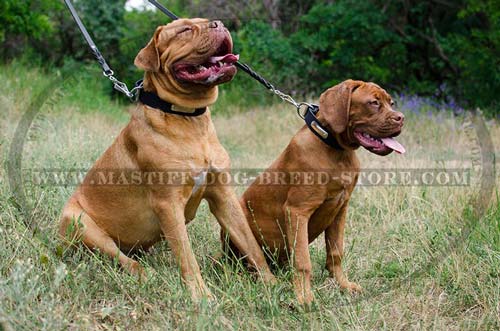 Dogue de Bordeaux Mastiff Leather Collar with Nickel Plate
