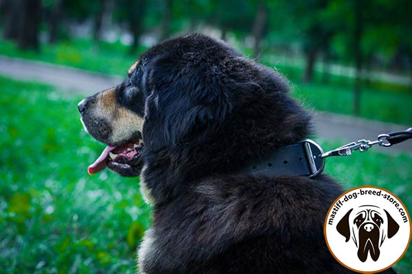 Exceptional leather Mastiff collar for effective training
