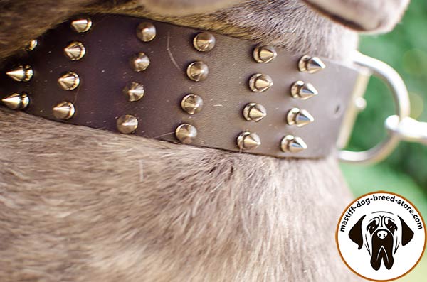 Close-up of extraordinary spiked leather Mastino Napoletano collar