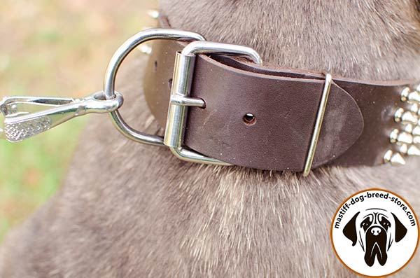 Walking leather dog collar for Mastino Napoletano with massive buckle