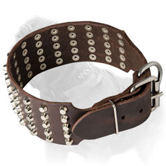 Studded dog collar for Mastiff with proportional rows of studs