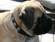 Mastiff Leather Dog Collar with Blue Stones - Designer Collar