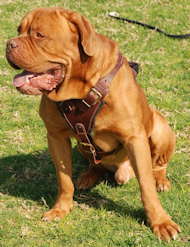Dogue+de+bordeaux+french+mastiff