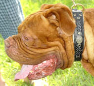 French Mastiff Royal Nappa Padded Custom Leather dog collar