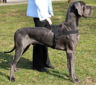 Great Dane Nylon multi-purpose Dog Harness for Tracking/Pullin