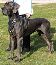 german mastiff