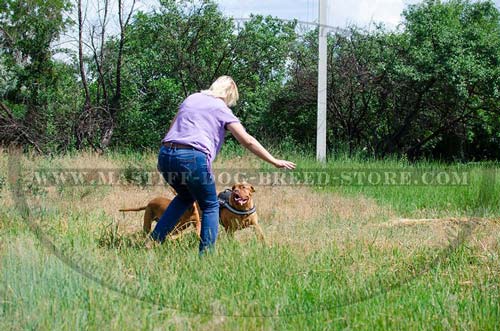 Tracking Nylon Canine Harness for Mastiffs