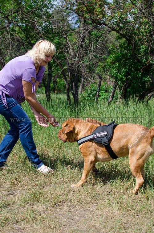 High Quality Nylon Dog Harness for Mastiffs