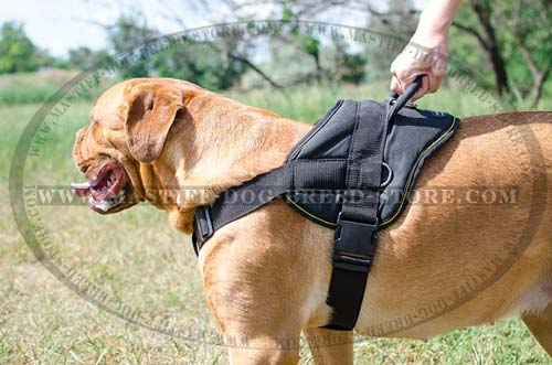 Walking and Training Nylon Dog Harness with Chest Plate