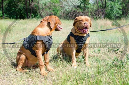 Reliable Tracking and Training Canine Harness for Mastiffs