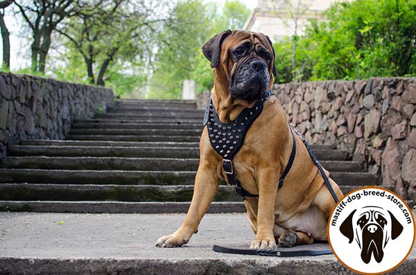 Extraordinary leather Bullmastiff harness with spikes