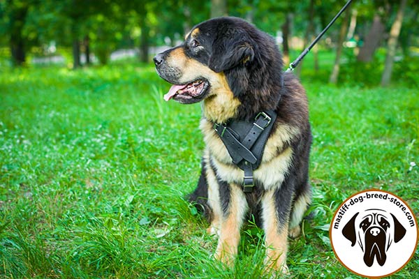 Comfy leather Mastiff harness for effective training