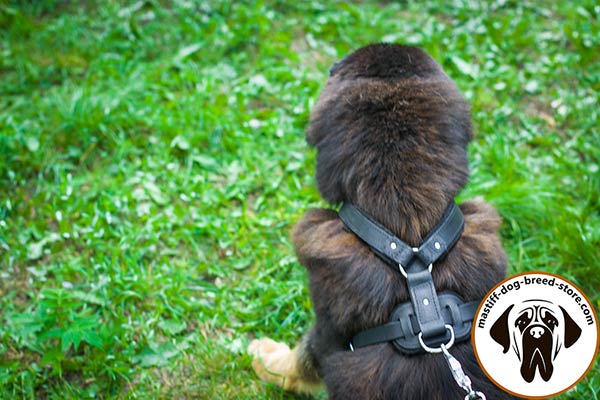 Best-quality leather Mastiff harness with nickel plated hardware
