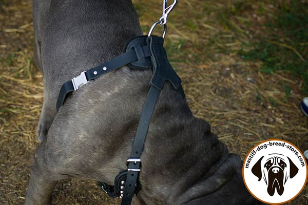 Easy-to-use leather Mastino Napoletano harness with quick-release buckle
