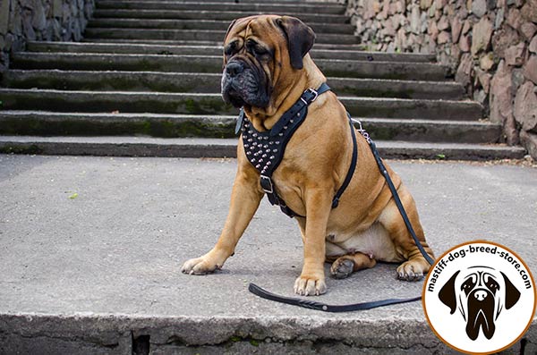 Up-to-trend leather canine harness for Bullmastiff
