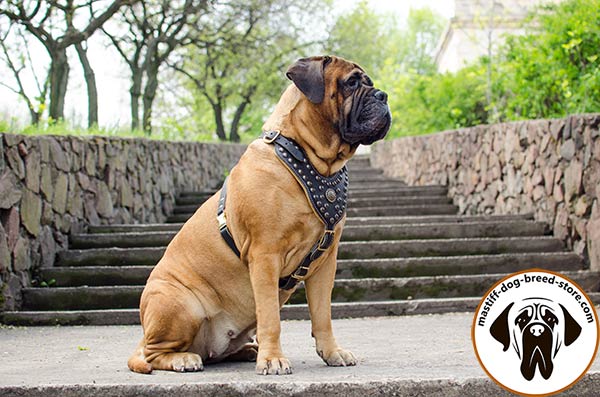 Walking in style leather canine harness for Bullmastiff